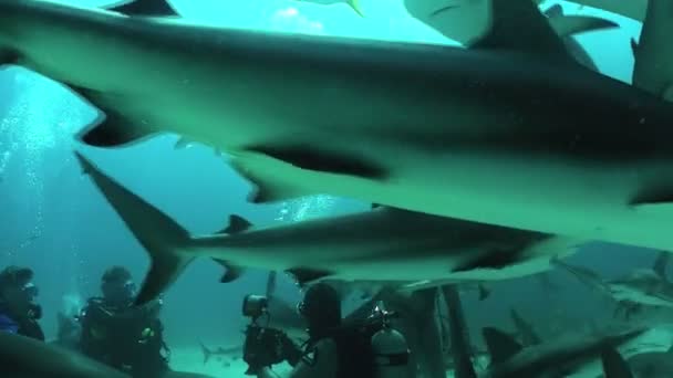 Акулы, плавающие под водой . — стоковое видео
