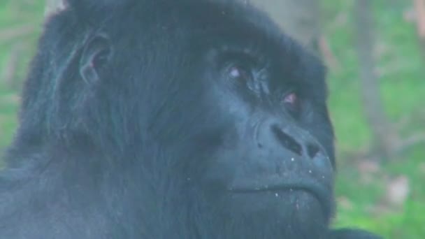 Um gorila de montanha senta-se na selva — Vídeo de Stock