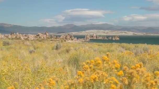 Vent souffle à travers le champ de fleurs — Video