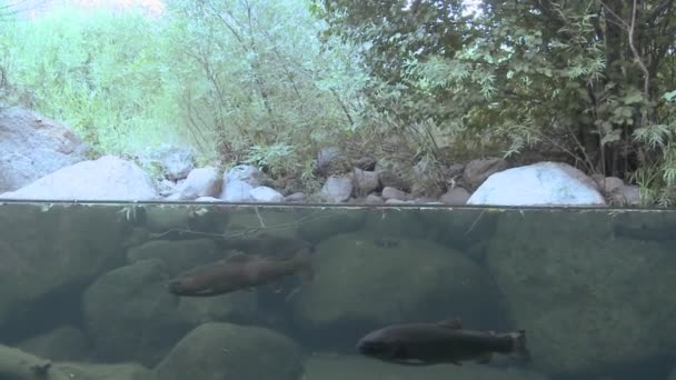 Rainbow trout in stream — Stock Video