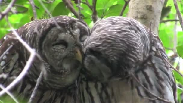 Dos búhos barrados en un árbol — Vídeo de stock