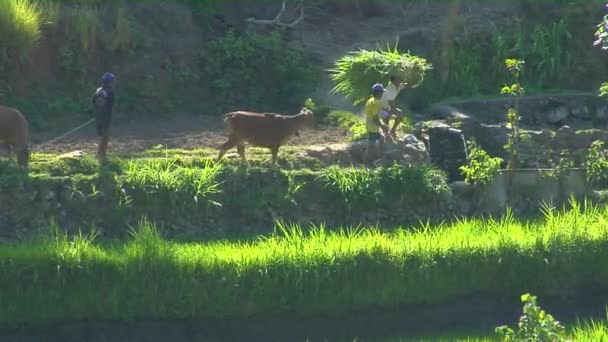 Les travailleurs conduisent les bovins — Video