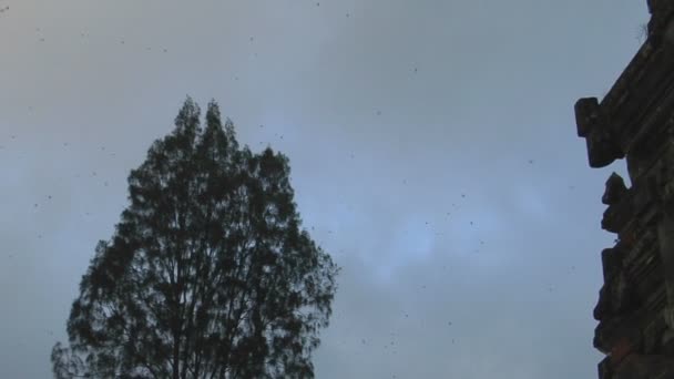 バリの寺院のゲートによって霧ドリフト — ストック動画