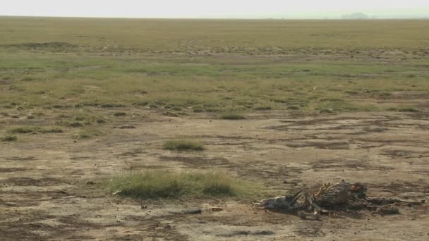 Скелет животного лежит в пустыне — стоковое видео