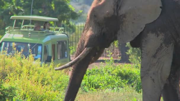 Massiva afrikanska elefanten poser — Stockvideo