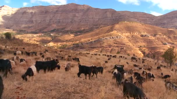 Kozy na pięknych wzgórzach Libanu — Wideo stockowe
