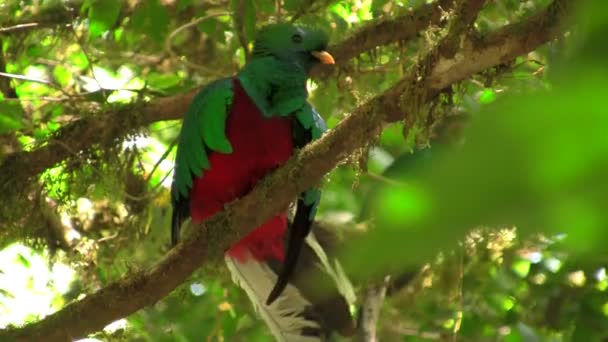 Quetzal parrot at his nest — Stock Video