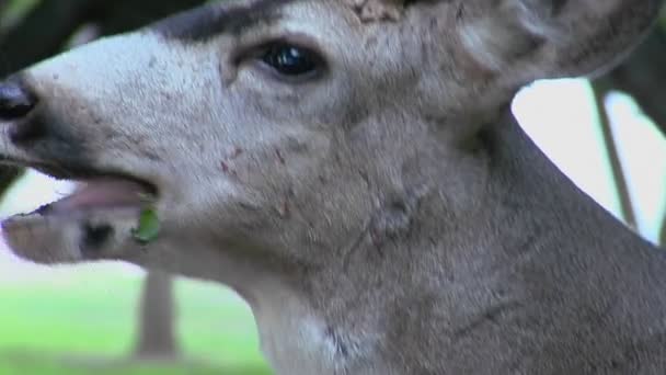 Un cervo mulo buck — Video Stock