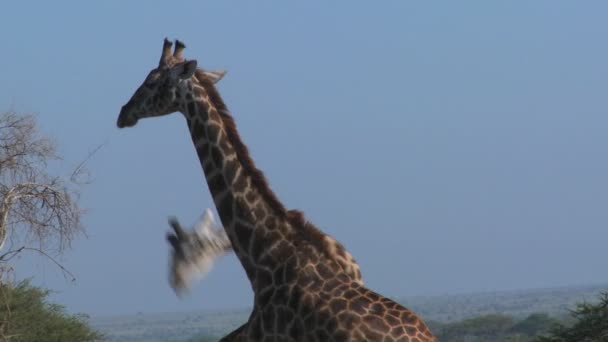 Giraffer slagsmål av para ihop uppförande — Stockvideo