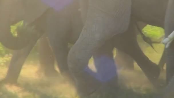 Słonie afrykańskie migracji — Wideo stockowe