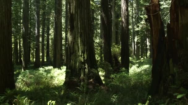 Redwood bossen van Californië — Stockvideo