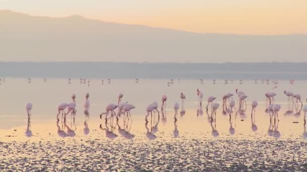 Розовые фламинго на озере Накуру — стоковое видео