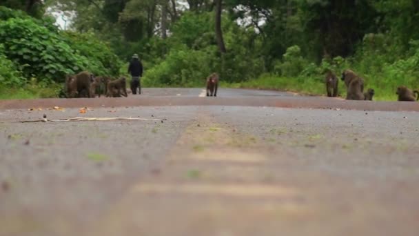 Les babouins jouent sur une route — Video