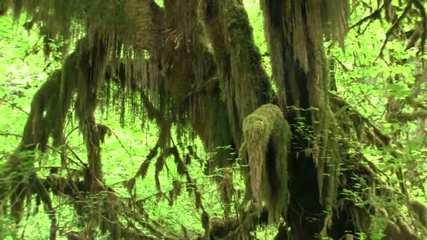 Moss creciendo en los árboles — Vídeo de stock