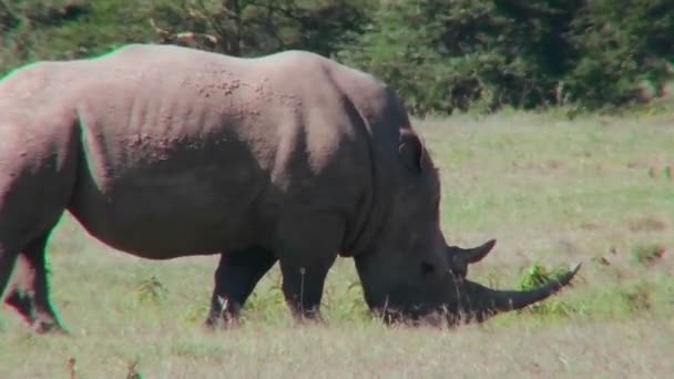 Rhino grazes on the plains — Stock Video