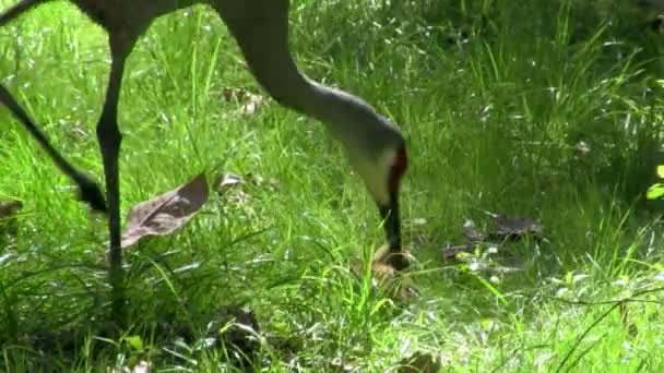 Sandhill Cranes mother and chick — Stock Video