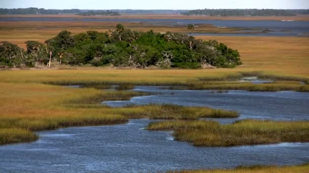 Salt marsh near St. Augustine — Stock Video