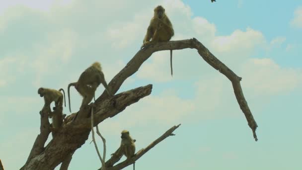 Babuinos africanos se sientan en un árbol como un grupo familiar — Vídeos de Stock