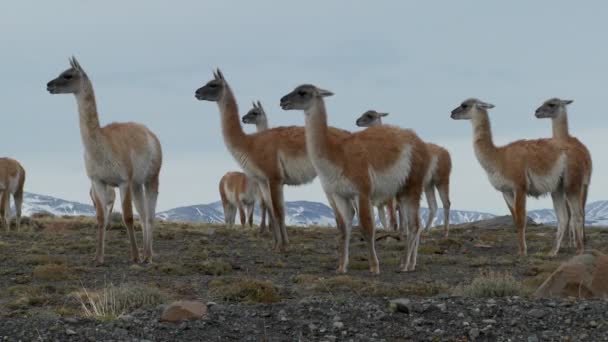 Guanacos stand together in formation — Stock Video