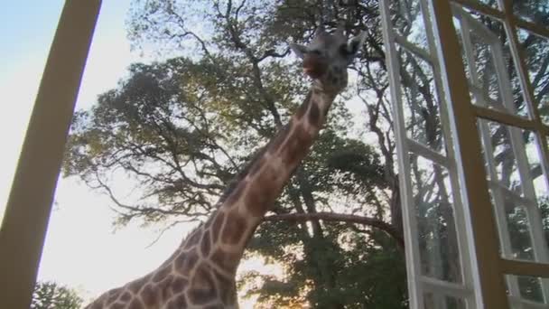 Giraffe molen rond oud herenhuis — Stockvideo