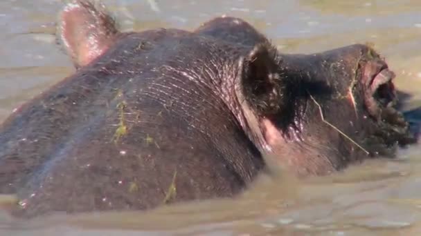 Nilpferd suhlt sich im Fluss — Stockvideo