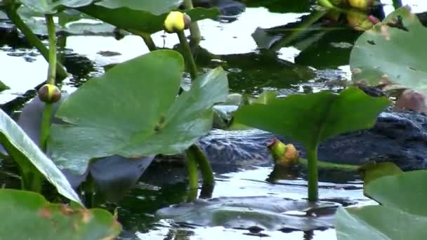 Alligator glisse à travers le feuillage — Video