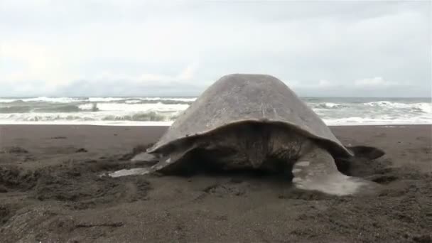 Turtle terug in de zee — Stockvideo