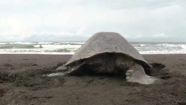 Tortuga de nuevo en el mar — Vídeos de Stock