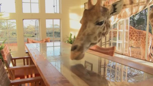 Giraffe stok hoofd in het venster — Stockvideo