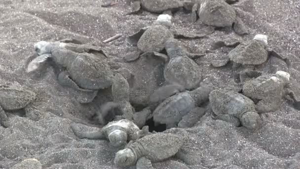 Turtles emerge from the sand — Stock Video