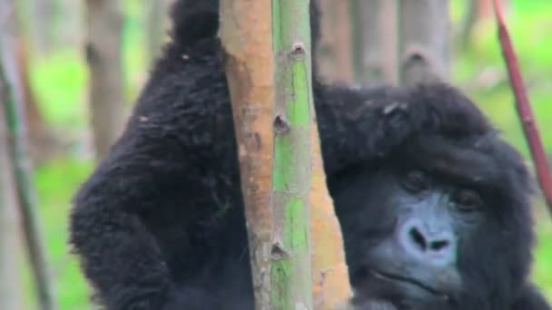 Gorillák evés az eukaliptusz grove — Stock videók