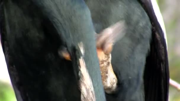 Un pájaro negro rasca una picazón — Vídeo de stock