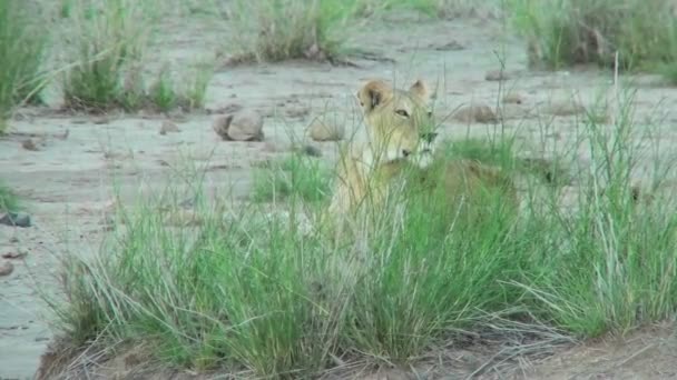 León se esconde detrás de grupos de hierba — Vídeos de Stock