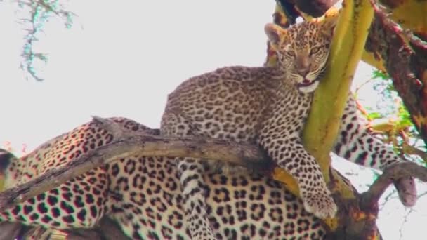 Leopardos mãe com filhote na árvore — Vídeo de Stock