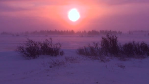 Salida del sol sobre tundra congelada en el Ártico — Vídeos de Stock