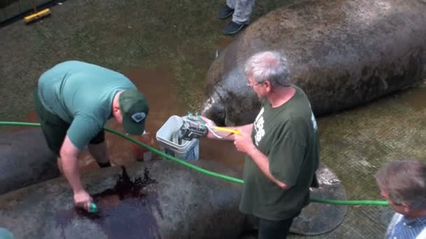 Peneliti di stasiun penelitian manatee — Stok Video