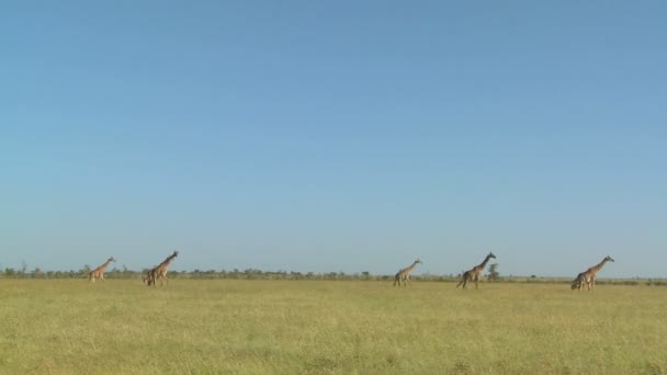 Giraffen durchqueren Savanne — Stockvideo