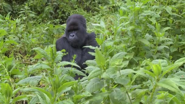 Un gorila de montaña se sienta en la selva — Vídeo de stock