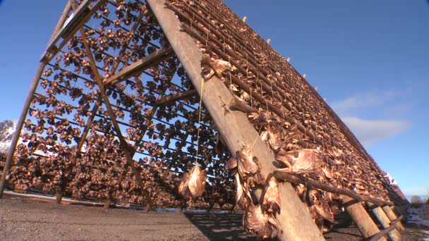 Fishermen hang fish out to pyramid — Stock Video