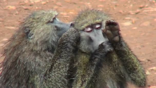 Бабуины отбирают блох друг у друга во время груминга. — стоковое видео