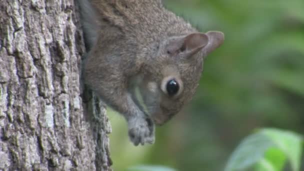 Um esquilo come comida — Vídeo de Stock