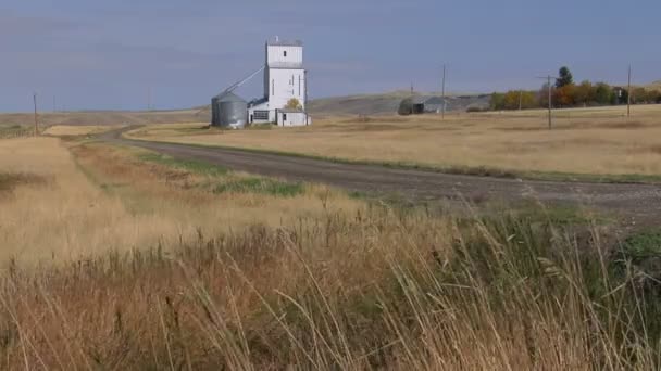 The wind blows the grass — Stock Video