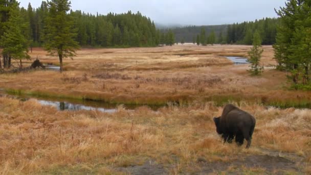 Bir bizon milli parkta grazes — Stok video