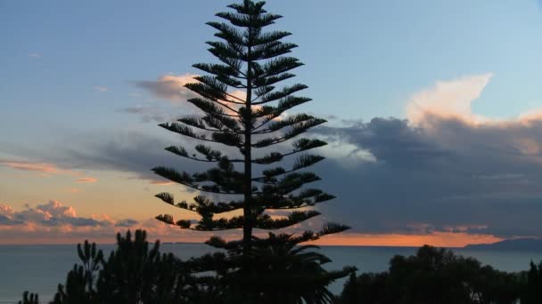 Nubes detrás de un pino de Norfolk y el océano — Vídeo de stock