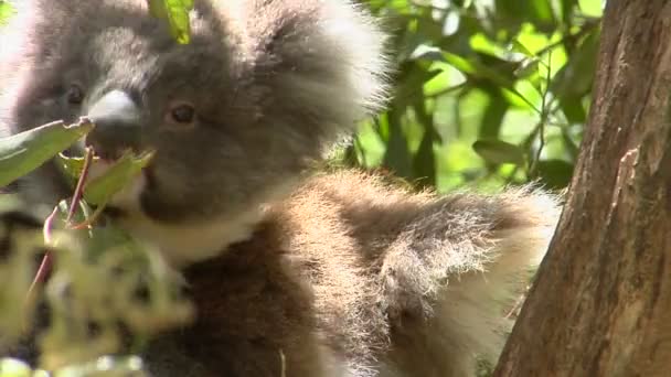 Koala oso se sienta en un árbol — Vídeos de Stock
