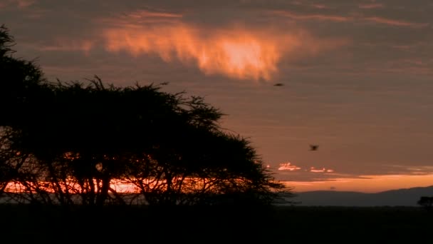 Gli uccelli volano contro il cielo arancione — Video Stock