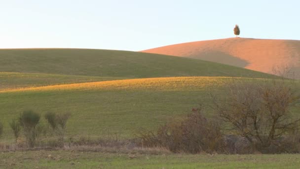 Árbol se encuentra en una colina en Toscana — Vídeos de Stock