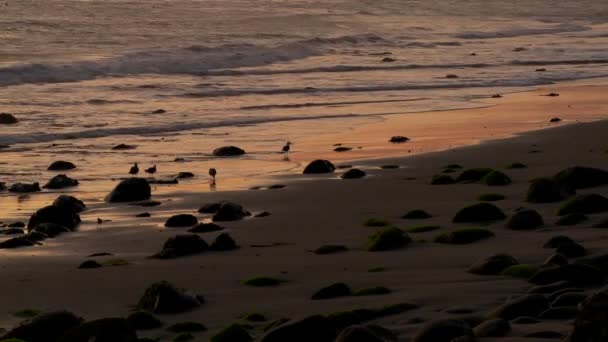 Pássaros pastam ao longo da costa — Vídeo de Stock