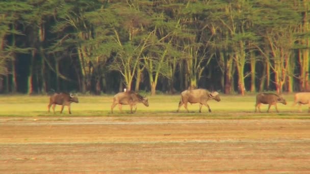 Búfalo caminhar através das planícies — Vídeo de Stock