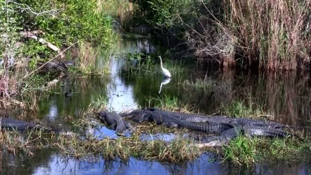 Caimanes durmiendo en un pantano — Vídeos de Stock